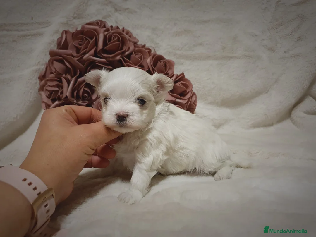 Bichón Maltés perros en venta: Preciosa hembrita de bichón maltes toy. - Anuncio 3