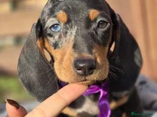 Teckel perros en Madrid - Anuncio 2