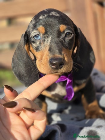 Teckel perros en Madrid - Anuncio 4