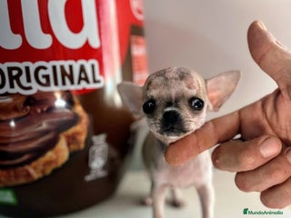 Chihuahua perros en Alicante - Anuncio 16