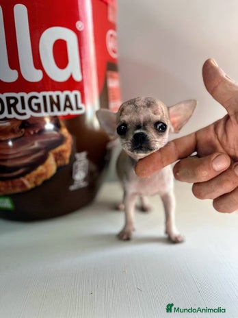 Chihuahua perros en Alicante - Anuncio 13