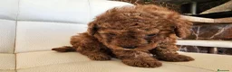 Caniche Toy perros en venta: Caniche toy precio real - Anuncio 2