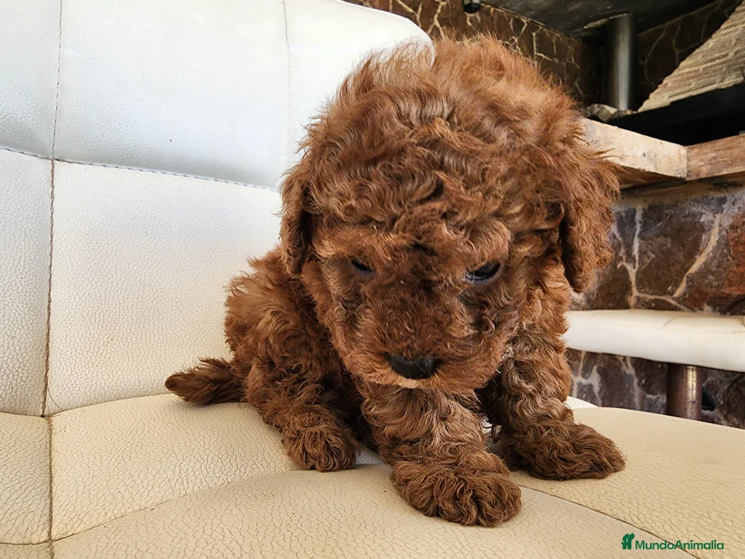Caniche Toy perros en venta: Caniche toy precio real - Anuncio 2