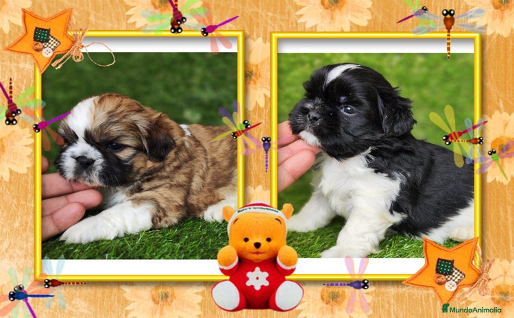 Shih Tzu perros - Propaganda 1