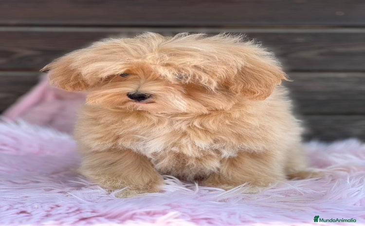 Maltipoo perros - Propaganda 12