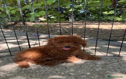 Caniche Toy perros en venta: Caniche toy  - Imagen 6