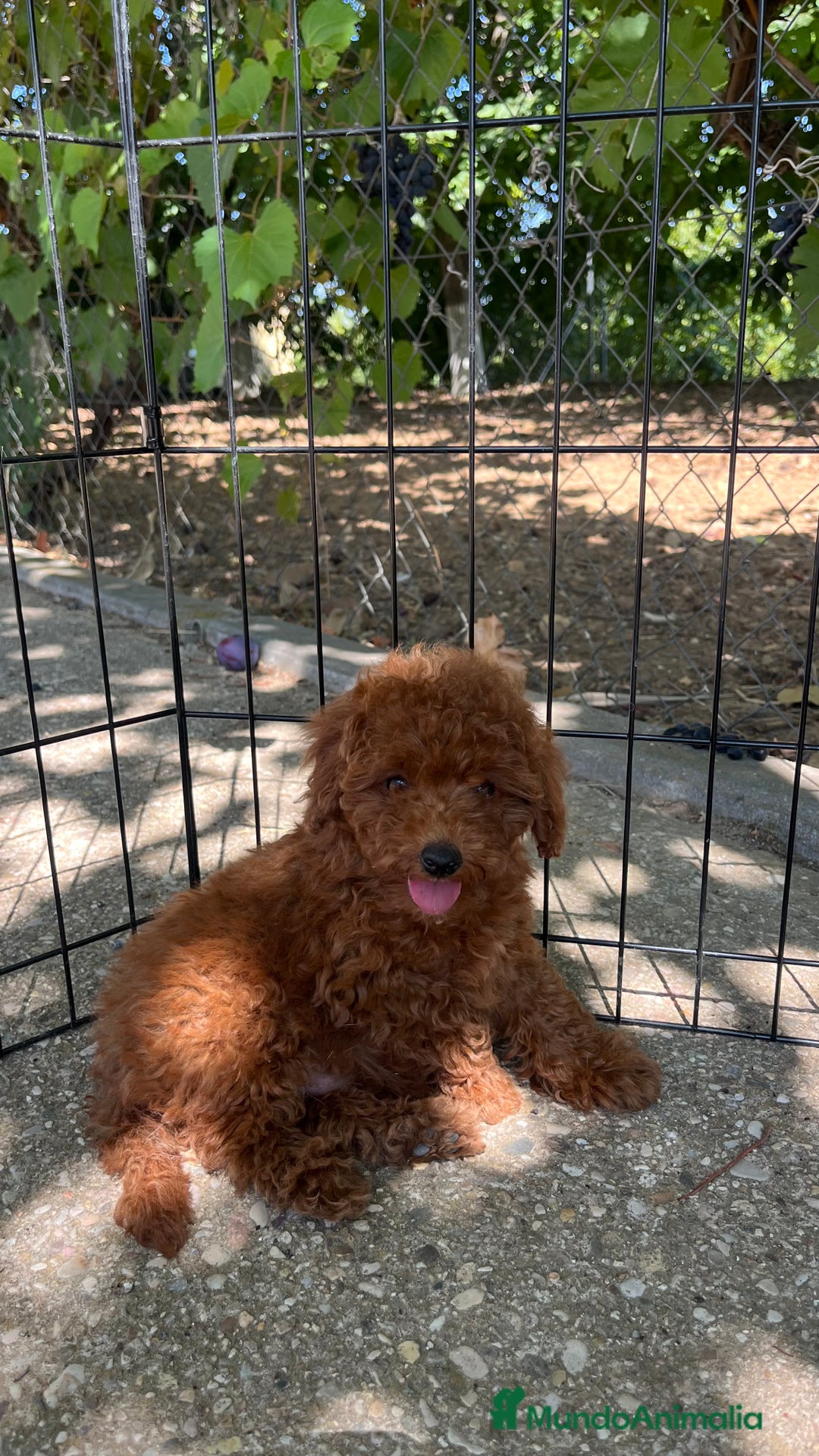 Caniche Toy perros en venta: Caniche toy  - Imagen 6