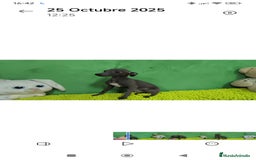 Pequeño Lebrel Italiano perros en venta: Pequeño lebrel italiano  - Imagen 5