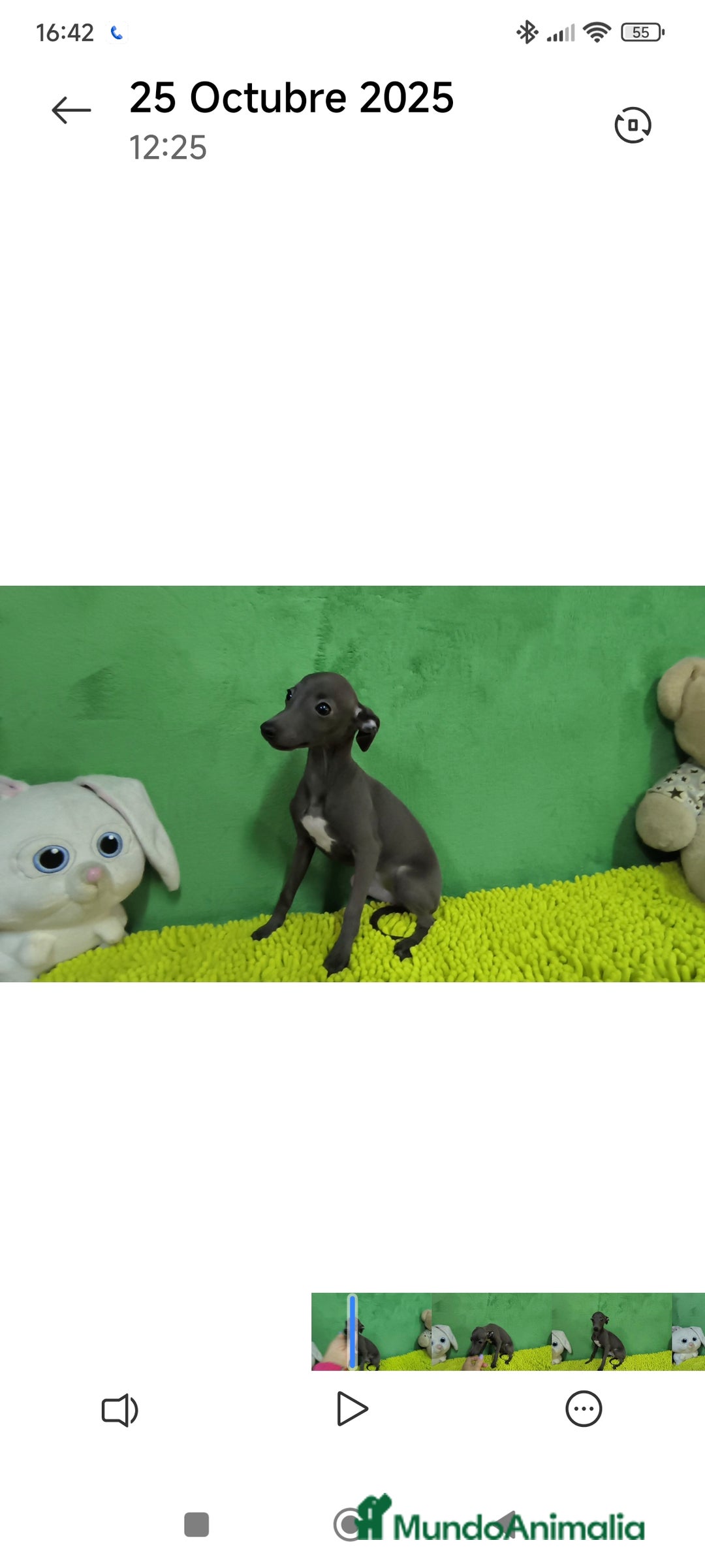 Pequeño Lebrel Italiano perros en venta: Pequeño lebrel italiano  - Imagen 5
