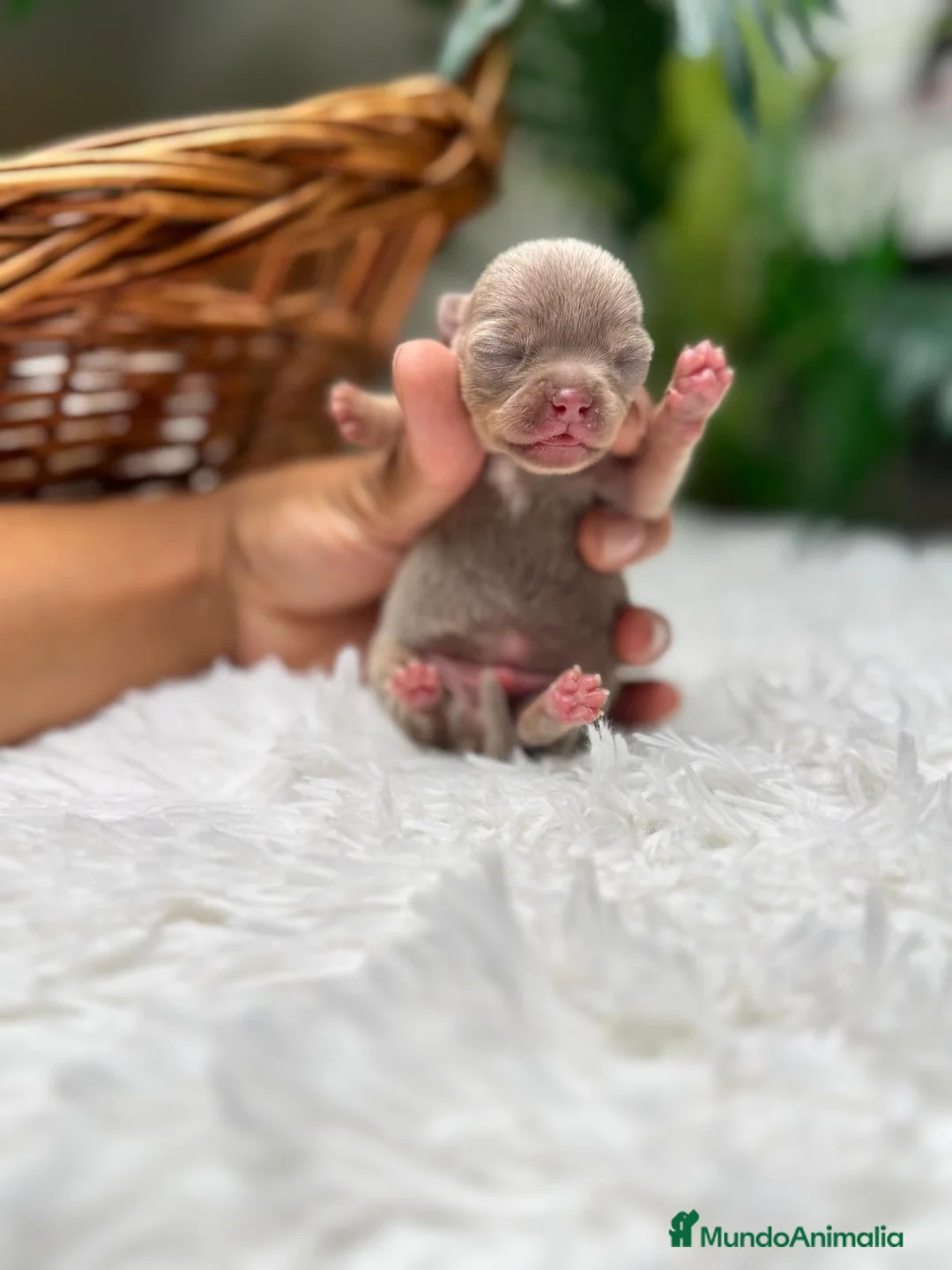 Chihuahua perros en venta: CHIHUAHUA LILAC AND TAN - Anuncio 2