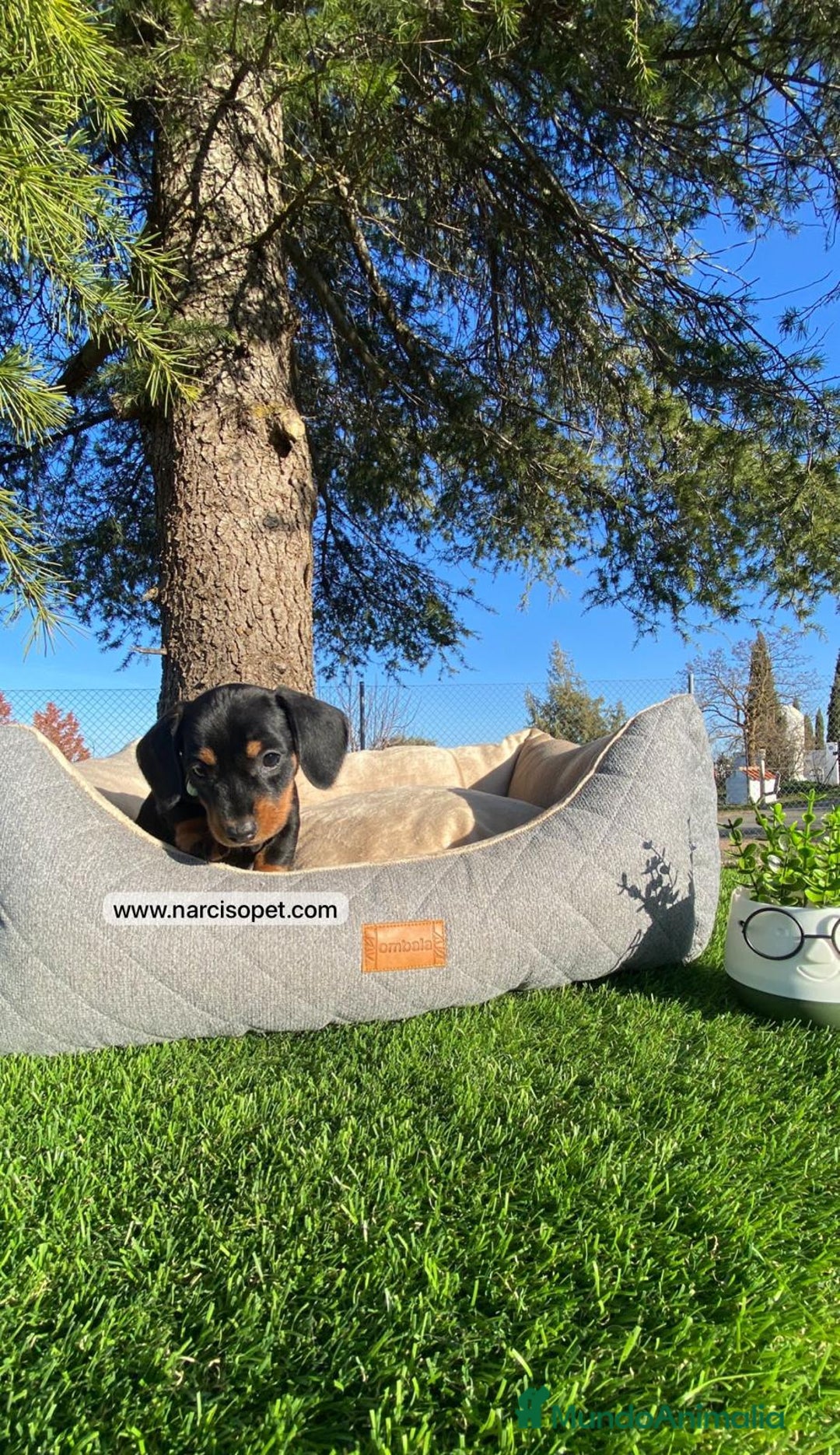 Teckel Miniatura perros en venta: TECKEL NEGRO FUEGO - Imagen 3