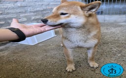 Shiba Inu perros en venta: SHIBA INU ADULTO PEDEGREE(LOE) - Imagen 5