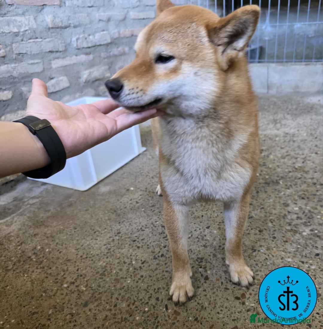 Shiba Inu perros en venta: SHIBA INU ADULTO PEDEGREE(LOE) - Imagen 5