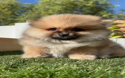 Pomerania perros en venta: POMERANIA HEMBRA - Imagen 3