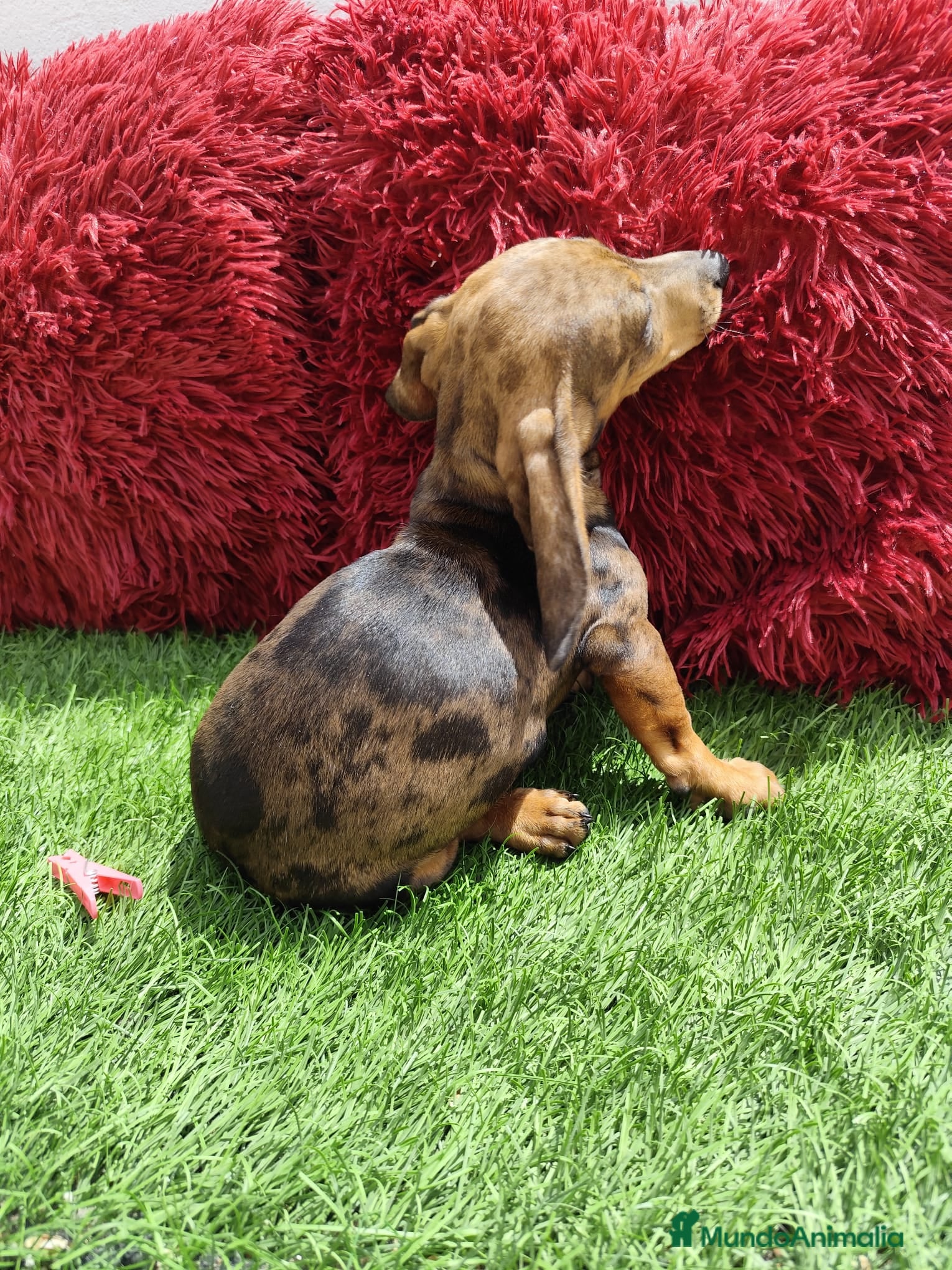Teckel Miniatura perros en venta: Teckel Miniatura merle en Alicante - Anuncio 2