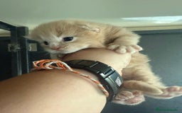 Maine Coon gatos en venta: MAINE COON DISPONIBLE , ULTIMA HEMBRA  - Imagen 1