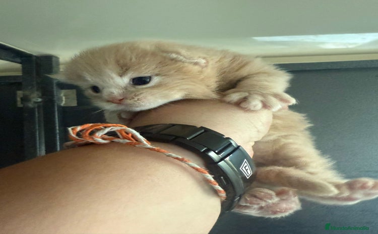 Maine Coon gatos - Anuncio 1
