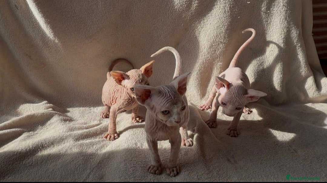 Sphynx gatos en venta: Camada Sphynx preciosa - Anuncio 3