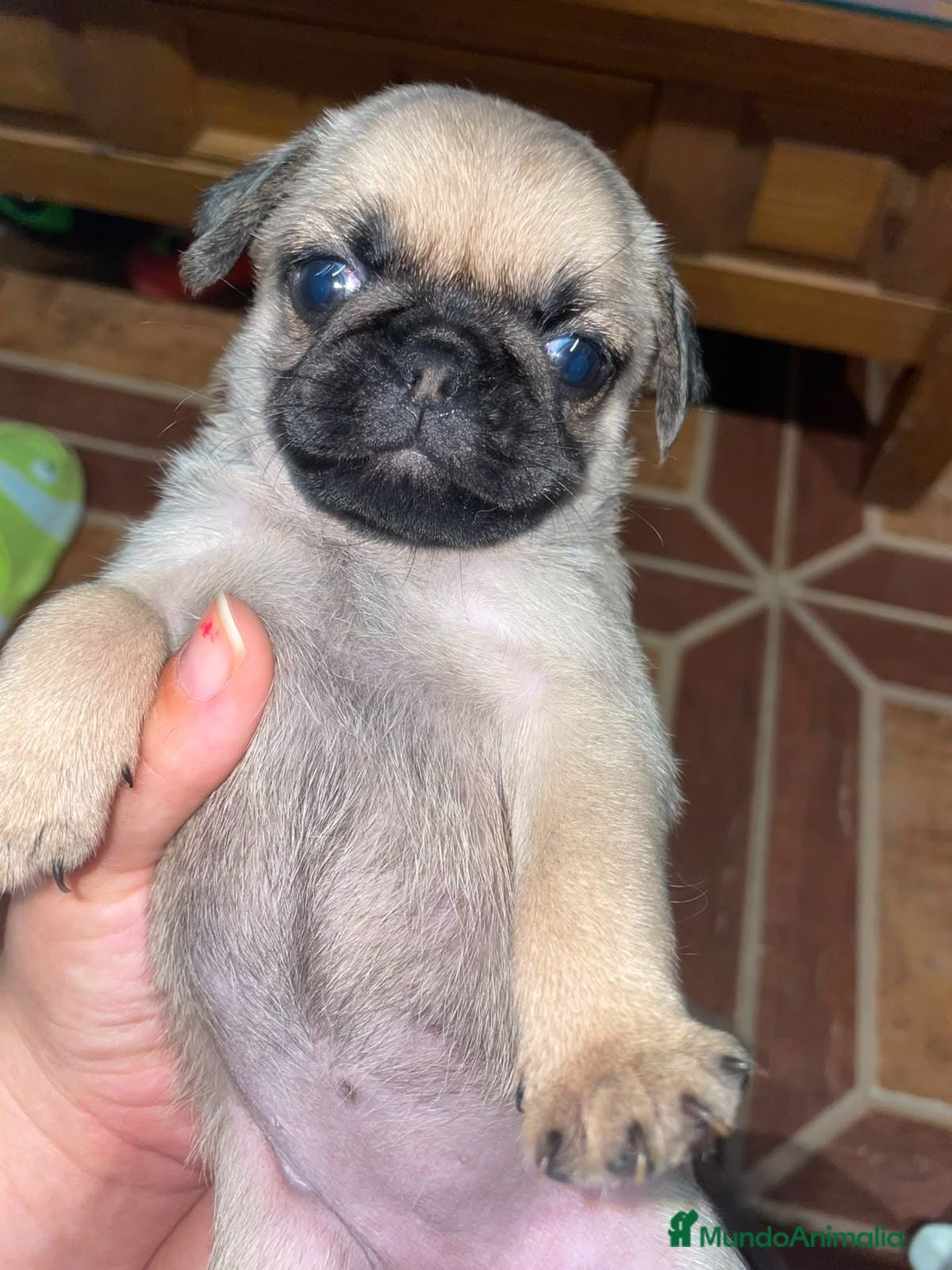Carlino - Pug perros Disponible Carlinos de Calidad  - Anuncio 4