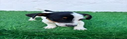 Jack Russell Terrier perros en venta: Jack Russell  - Anuncio 2
