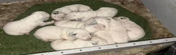 Dálmata perros en venta: Preciosa camada de dalmata - Anuncio 1