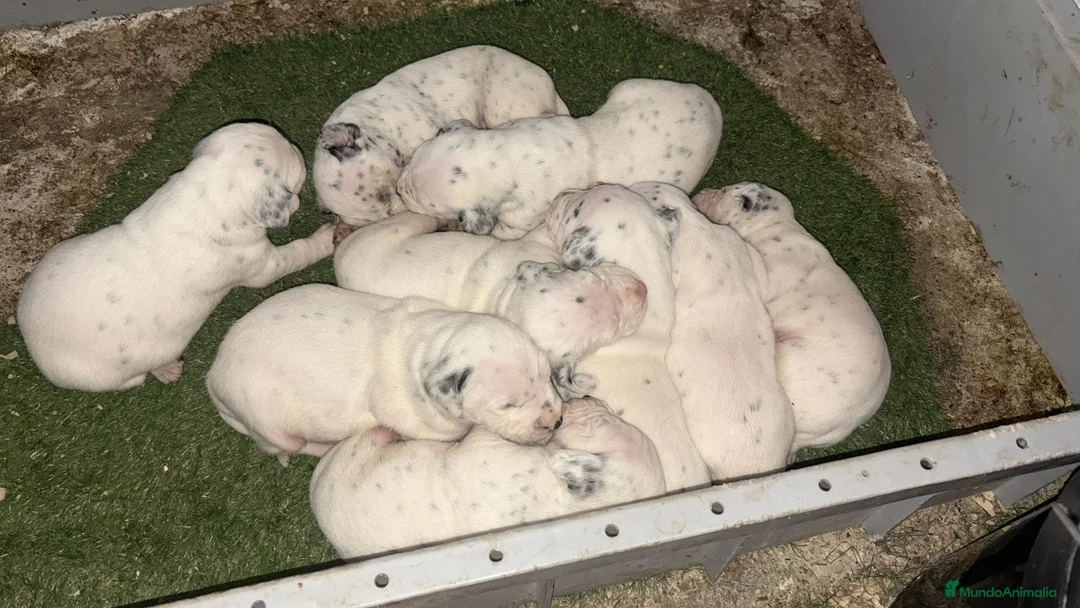 Dálmata perros en venta: Preciosa camada de dalmata - Anuncio 1