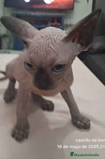 Imagen de galería {{count}}