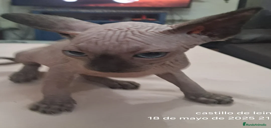 Imagen de galería {{count}}