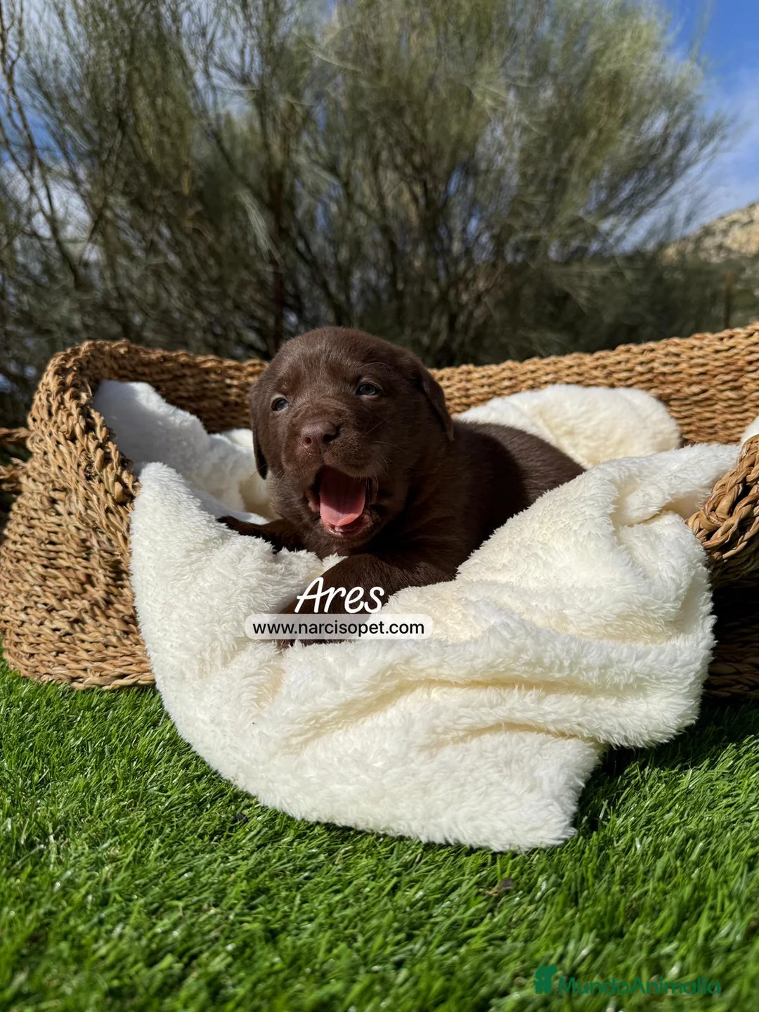 Labrador Retriever perros en venta: LABRADOR CHOCOLATE - Anuncio 4
