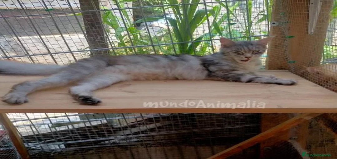 Imagen de galería {{count}}