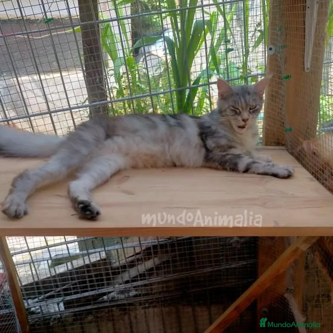 Imagen de galería {{count}}