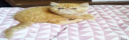 Persa gatos en venta: Persa Exótico  - Anuncio 5