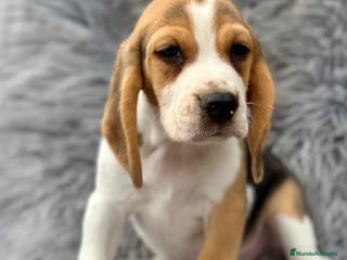 Beagle perros BEAGLE TRICOLOR MACHOS DISPONIBLES - Anuncio 15