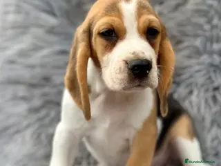 Beagle perros BEAGLE TRICOLOR MACHOS DISPONIBLES - Anuncio 3