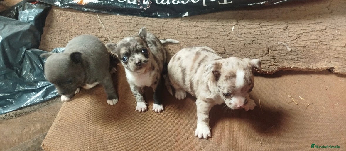 Chihuahua perros Espectaculares Chihuahuas exóticos línea rusa  - Anuncio 6