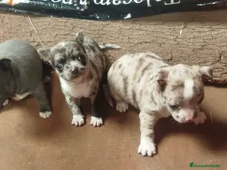 Chihuahua perros Espectaculares Chihuahuas exóticos línea rusa - Anuncio 6