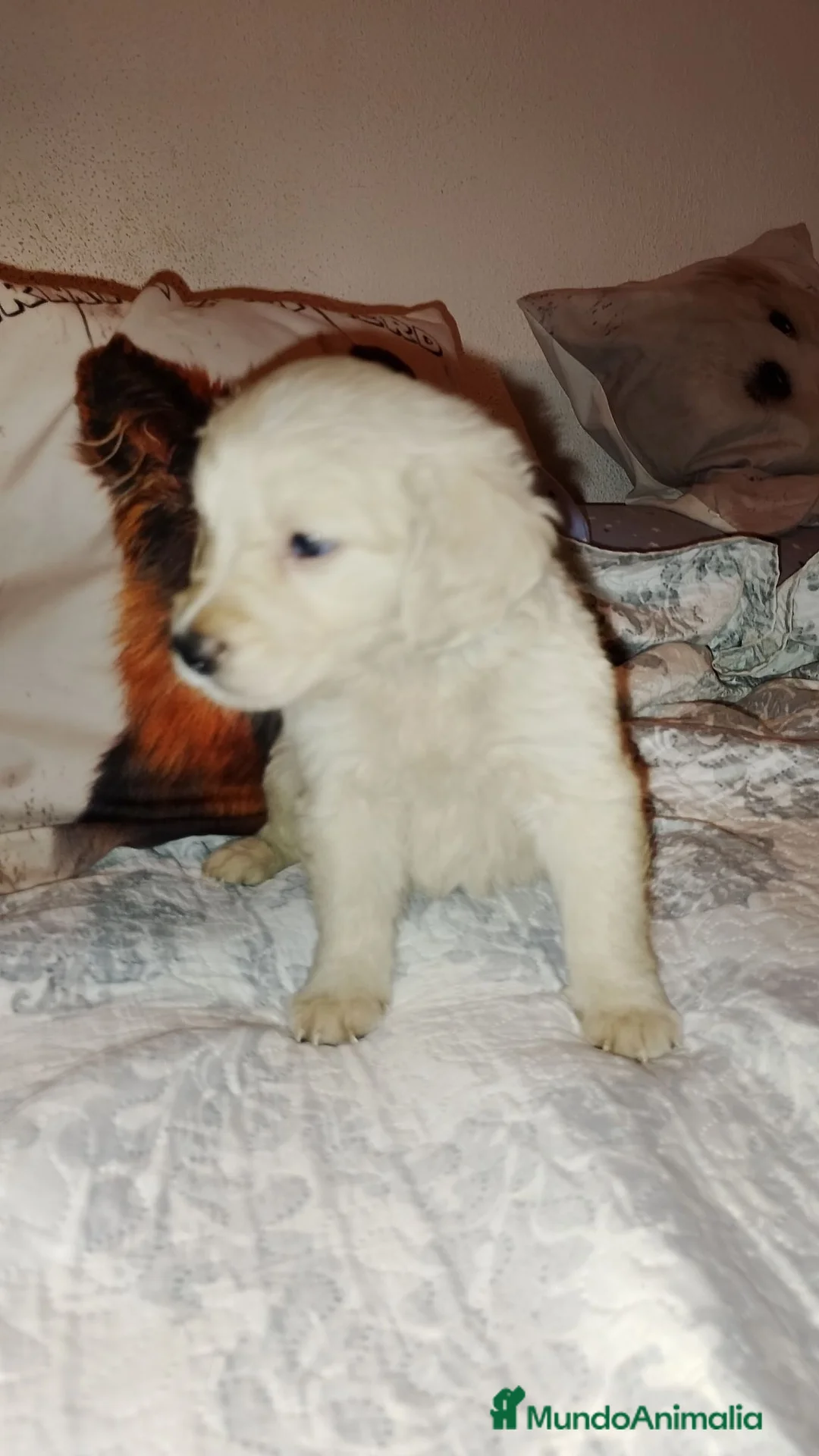 Golden Retriever perros en venta: Golden Retriever  - Anuncio 2