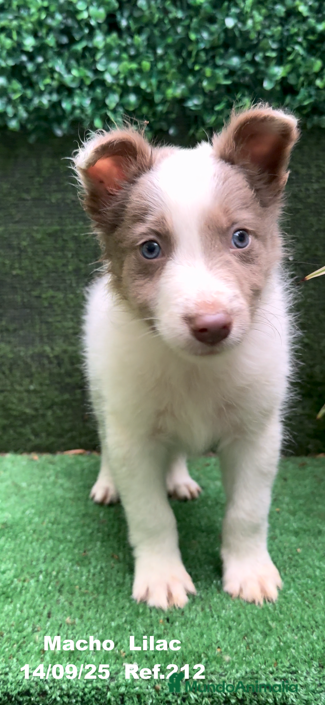 Border Collie perros en venta: BORDER COLLIE color lilac - Imagen 4