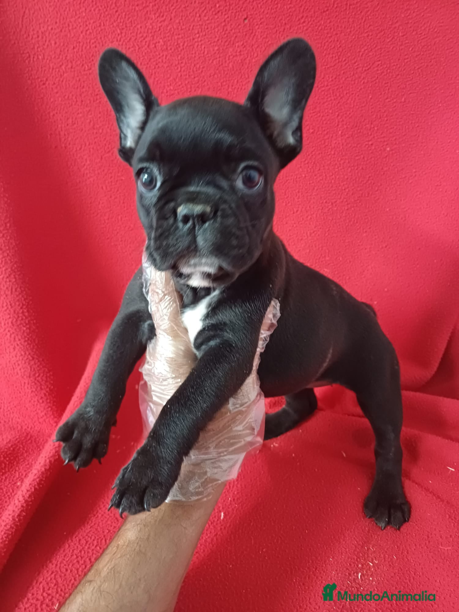 Bulldog Francés perros Bulldog Francés  - Anuncio 2