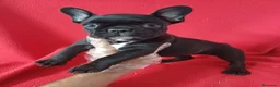 Bulldog Francés perros en venta: Bulldog Francés  - Anuncio 1