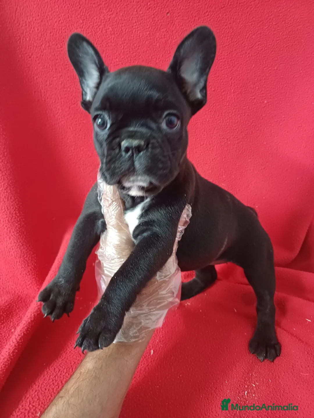 Bulldog Francés perros en venta: Bulldog Francés  - Anuncio 1