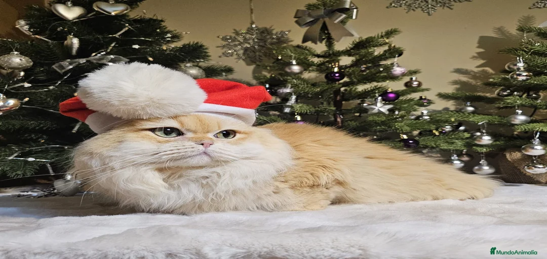 Imagen de galería {{count}}