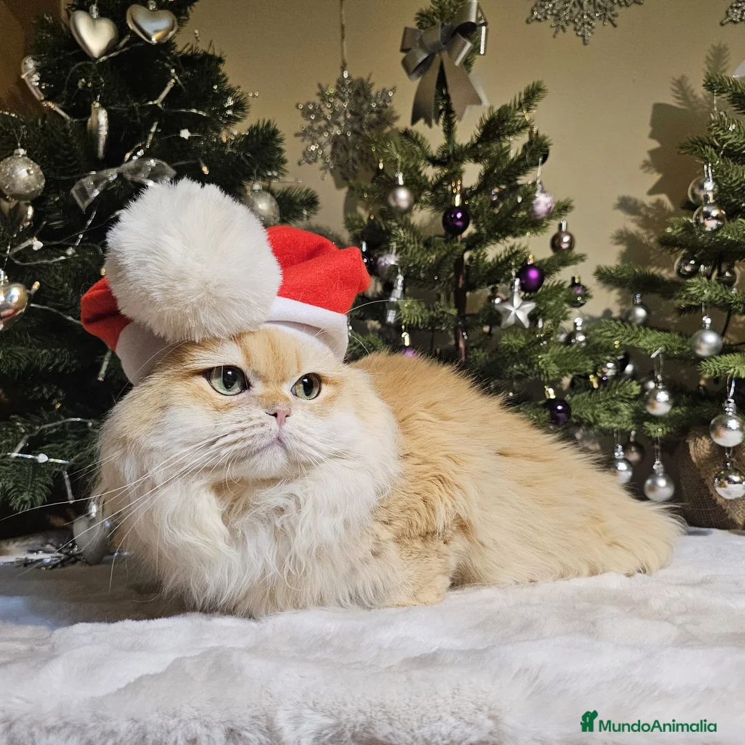 Imagen de galería {{count}}