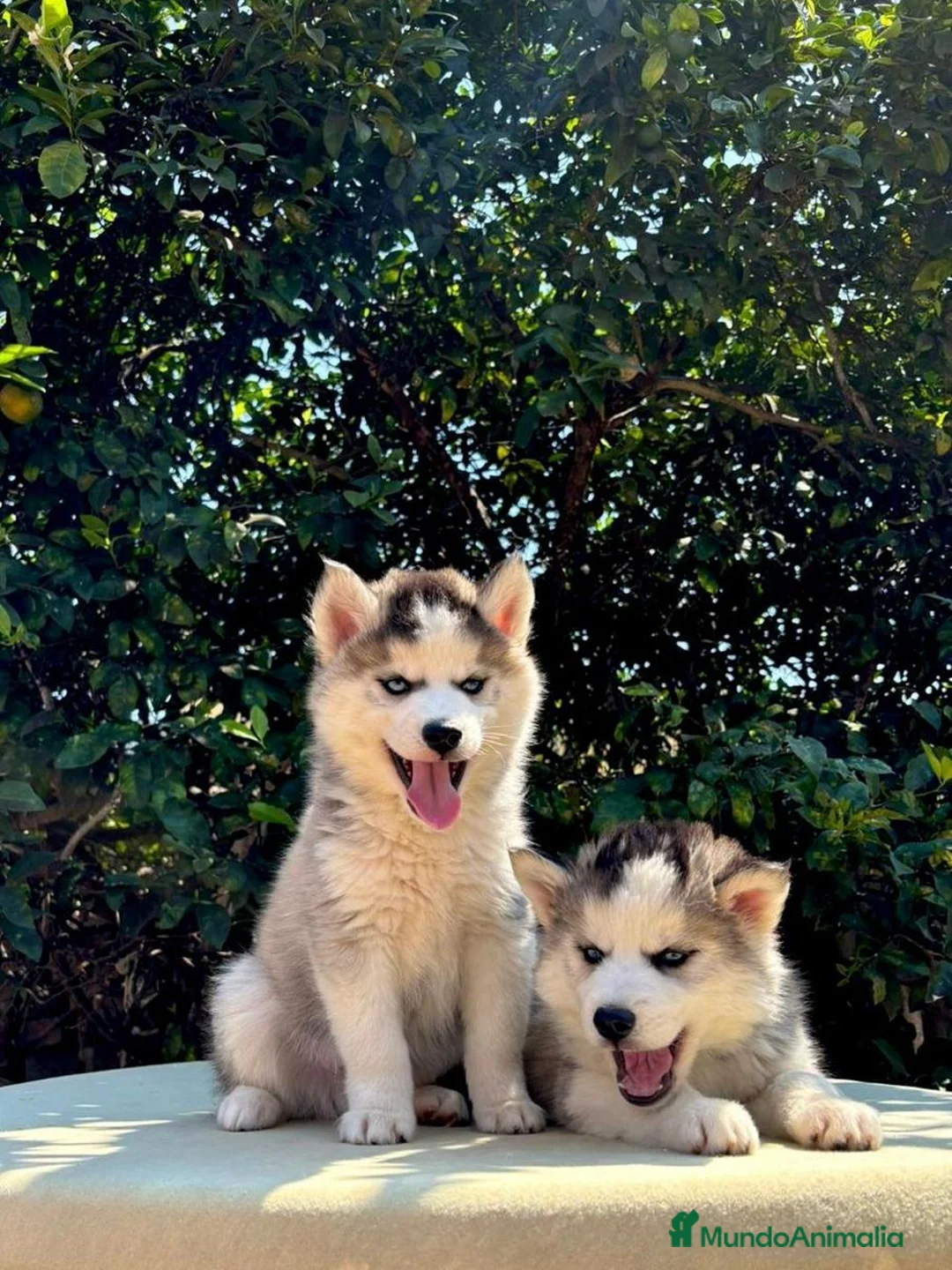 Husky Siberiano perros en venta: Husky siberiano listo para hogar - Anuncio 5