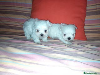 Bichón Maltés perros Bichon maltés americano en Badajoz - Anuncio 18