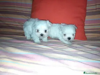 Bichón Maltés perros Bichon maltés americano en Badajoz - Anuncio 22