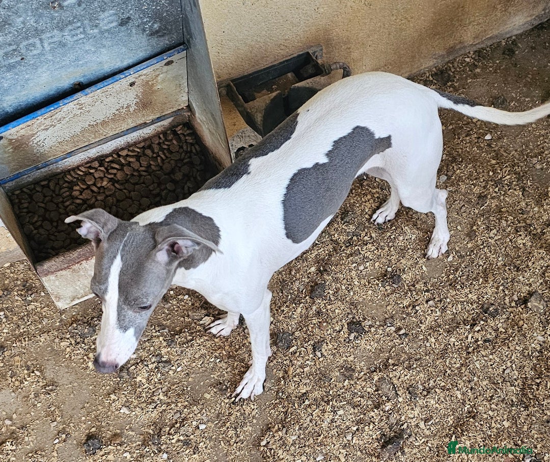 Pequeño Lebrel Italiano perros en venta: Lebrel italiano  - Imagen 5
