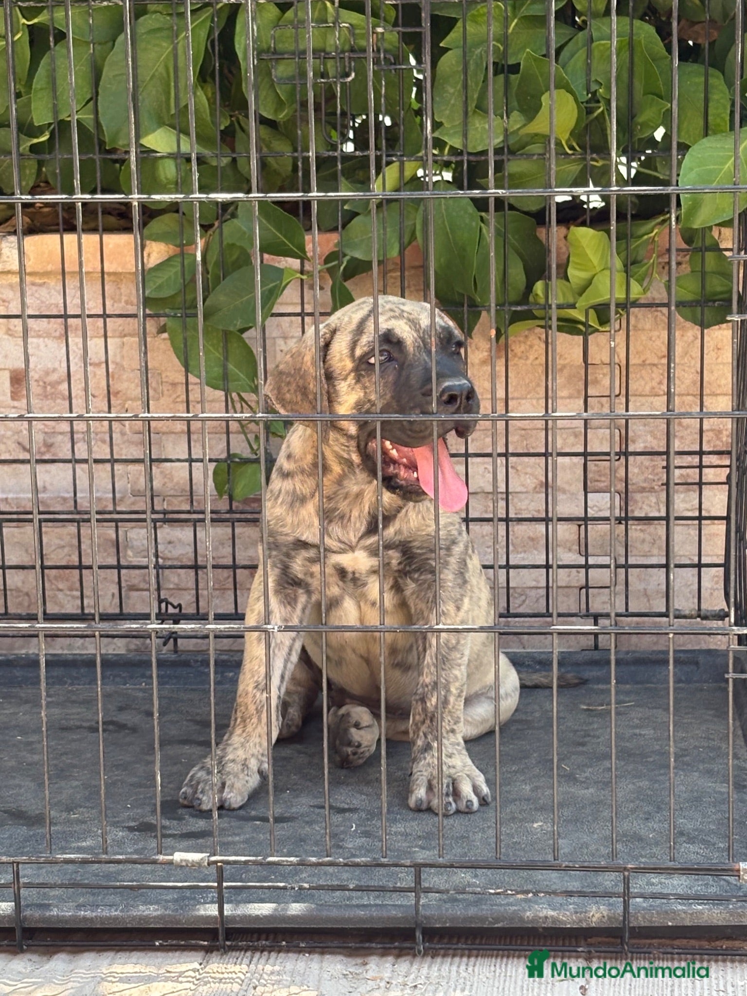 Presa Canario perros Cachorros machos  - Anuncio 1