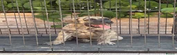 Presa Canario perros en venta: Cachorros machos  - Anuncio 1