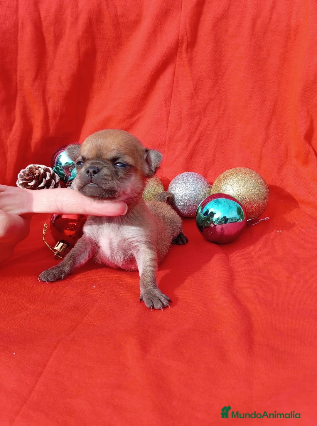 Chihuahua perros en venta: PRECIOSA PAREJA  - Anuncio 2